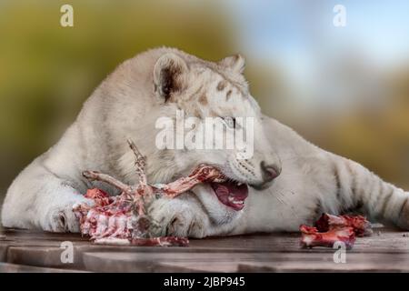 Weißer Tiger mit schwarzen Streifen, der auf einer hölzernen Plattform niederlegt und Fleisch isst. Nahansicht mit unscharfem grünen Hintergrund. Wilde Tiere im Zoo, große Katze Stockfoto