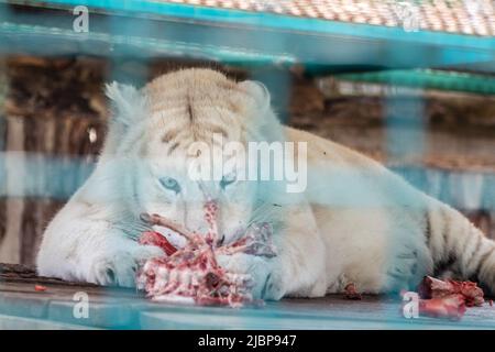 Weißer Tiger mit schwarzen Streifen (Panthera tigris), der rohes Fleisch auf einer hölzernen Plattform im Vogelkäfig frisst. Nahaufnahme mit unscharfem Hintergrund. Wildes Tier Stockfoto