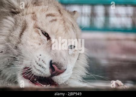 Weißer Tiger Kopf Nahaufnahme, hinlegen und essen. Nahansicht mit unscharfem Hintergrund. Wilde Tiere im Zoo, große Katze Stockfoto