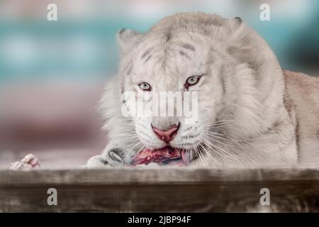 Weißer Tiger aus der Nähe, sich hinlegen und Fleisch auf Knochen essen. Nahansicht mit unscharfem Hintergrund. Wilde Tiere im Zoo, große Katze Stockfoto