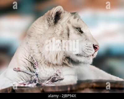 Weißer Tiger (Panthera tigris) mit gefressenen Knochen auf hölzerner Plattform. Nahaufnahme mit unscharfem Hintergrund. Wilde Fleischfresser, große Katze Stockfoto