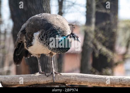 Blauer Pfauenhuhn, indischer Pfauenhuhn (Pavo cristatus) Weibchen mit bunten Federn, die anmutig auf einem Ast mit verschwommenem Hintergrund sitzen Stockfoto