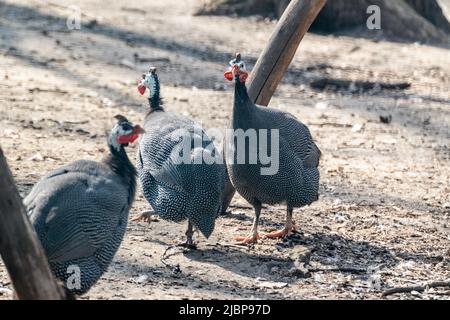 Behelmte Guineafuhu (Numida meleagris)-Vögel gehen mit verschwommenem sandigen Hintergrund. Schwarz getupfte Vögel domestizierten wie Hühner. Vogelbeobachtung Stockfoto