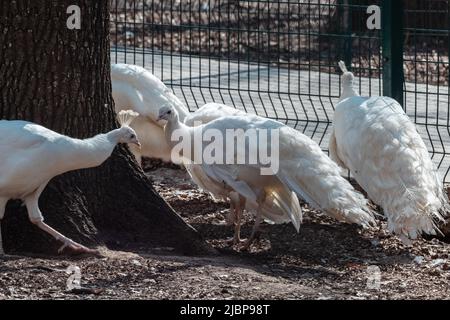 Weiße Peafowls, Indian Blue Peafowls (Pavo cristatus) weibliche Peahen-Familiengruppe mit weißen Federn im Vogelkäfig-Hintergrund Stockfoto