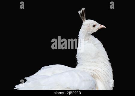 Weiße Pfauen, indisch-blaue Pfauen (Pavo cristatus) weibliche Piahen Nahaufnahme. Vogel mit Leukismus, weiße Federn isoliert auf schwarzem Hintergrund Stockfoto