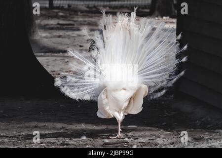 Weißer Pfau, indischer Blauer Pfau (Pavo cristatus) Pfau von hinten, Schwanz mit langen fächerähnlichen Federn. Vogel mit Leukismus, weiße Federn auf verschwommen Stockfoto