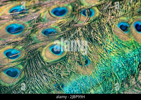 Blauer Pfau männlicher Pfau lange fächerähnliche Scheitelfedern farbenfrohe ornamentale Augenspots, Ocelli genannt, Mustermakro Stockfoto