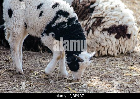 Liebenswert Baby Schaf Lamm mit schwarz und weiß flauschigen Fell essen Heu auf dem Boden in Hof in der Nähe von großen Schafen. Haustiere auf Ranch. Verschwommener Rückgrat Stockfoto