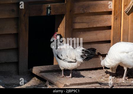 Weißes und schwarzes Huhn (Gallus domesticus), eine domestizierte Jungvögel-Art, die in einem Holzkoop auf der Ranch aus der Nähe läuft. Hühnerstall auf dem Bauernhof Stockfoto