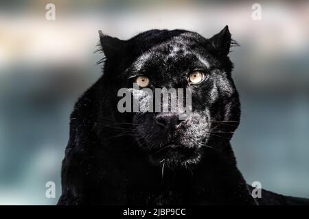 Schwarzer Panther mit schönem glänzendem Fell und gelben Augen blicken auf hellen, verschwommenen Hintergrund nach vorne. Wildkatze, melanistische Farbvariante des Leoparden (Panthera pa Stockfoto