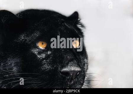 Schwarzer Panther mit schönem glänzendem Fell und orangefarbenen Augen Porträt-Nahaufnahme auf hellem Hintergrund. Wildkatzenkopf mit melanistischer Farbvariante des Leoparden (Panth Stockfoto