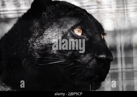 Schwarzer Panther mit schönem glänzendem Fell und orangen Augen auf verschwommenem Hintergrund. Wildkatzenkopf, melanistische Farbvariante des Leoparden (Panthera pardus) Stockfoto