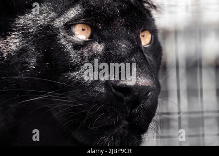 Schwarzer Panther mit schönem glänzendem Fell und orangefarbenen Augen Porträt-Nahaufnahme auf verschwommenem Hintergrund. Wildkatzenkopf mit melanistischer Farbvariante des Leoparden (Pan Stockfoto