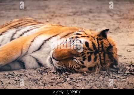 Tiger mit schwarzen Streifen friedlich schlafen auf Sand. Nahsicht mit unscharfer natürlicher Hintergrundfarbe. Wilde Tiere, große Katze Stockfoto