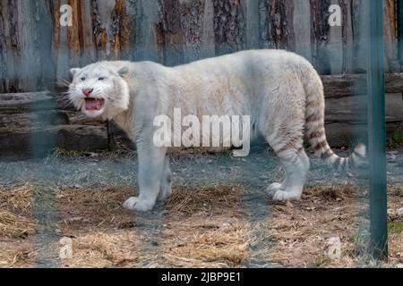 Weißer junger Tiger (Panthera tigris) mit rosa Nase und langen Schnurrhaaren, stehend in der Voliere. Freiluftkäfig mit Holzhintergrund. Wilde Tiere, große Katze Stockfoto