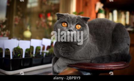 Grau-blaue schottische Faltenkatze und ein Sämling auf einem Heimfenster Stockfoto