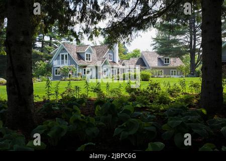 Neues Haus im Hampton Cottage Stil umrahmt von Petasites japonicus - Butterbur Pflanzen und Pinus - Pinien im Frühling, Quebec, Kanada. Dieses Bild ist prope Stockfoto