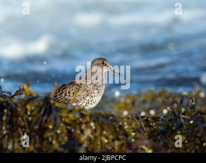 Meerstrandläufer (Calidris Maritima) Stockfoto