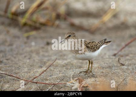 Temminck Stint (Calidris Temminckii) Stockfoto