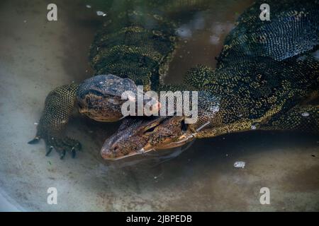 2 comodo-Drache Stockfoto