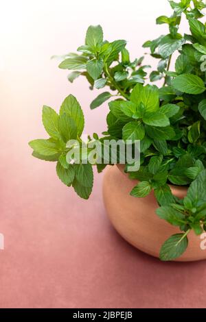 Pfefferminzpflanze in einem Terrakotta-Topf im Freien Stockfoto