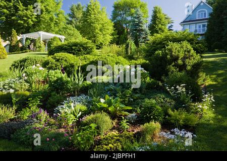 Gemischter Rand mit Paeonia - Pfingstrosen, mehrjährige Pflanzen, immergrüne Sträucher plus weiße Holzpergola und blaues Haus im Cottage-Stil im Frühjahr. Stockfoto