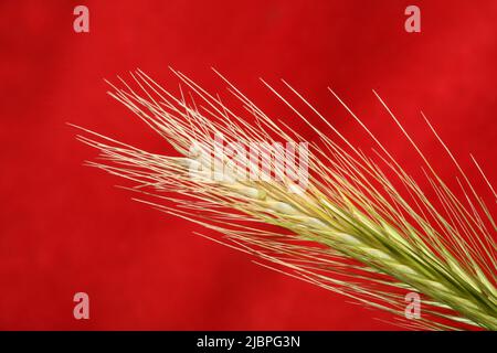 Blume Blüte Nahaufnahme hordeum vulgare Familie poaceae botanischen Hintergrund moderne hochwertige große Größe drucken Heimtextilien Stockfoto