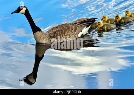 Eine Mutter Canada Goose (Branta canadensis); schwimmt schnell mit ihren Küken im Maxwell Lake im ländlichen Alberta Canada. Stockfoto