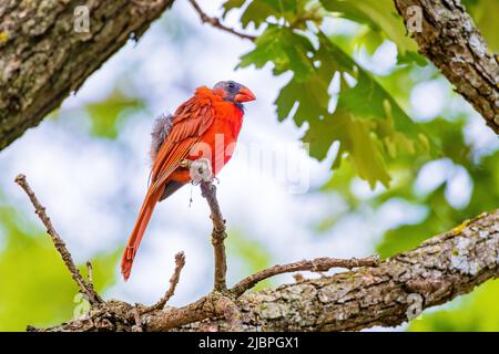 Nahaufnahme des nördlichen Kardinals auf einem Baum in Oklahoma Stockfoto