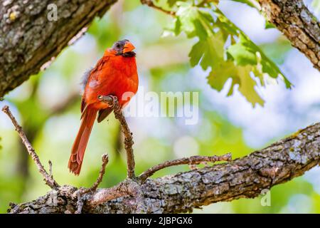 Nahaufnahme des nördlichen Kardinals auf einem Baum in Oklahoma Stockfoto