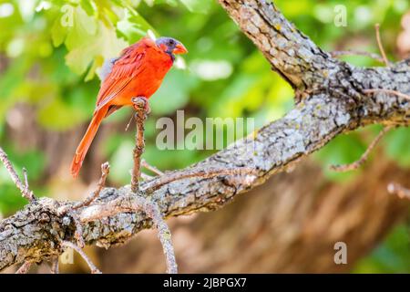 Nahaufnahme des nördlichen Kardinals auf einem Baum in Oklahoma Stockfoto