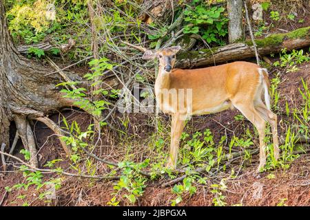 Sonniger Blick auf den Weißschwanzhirsch in Oklahoma Stockfoto
