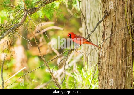 Nahaufnahme des nördlichen Kardinals auf einem Baum in Oklahoma Stockfoto