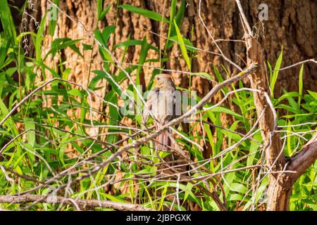 Nahaufnahme des nördlichen Kardinals auf einem Baum in Oklahoma Stockfoto