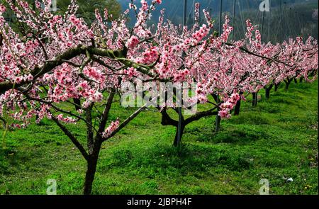 Eine pfirsichfarbene Obstgarten-Landschaft mit rosa Pfirsichblüten in voller Blüte. Stockfoto