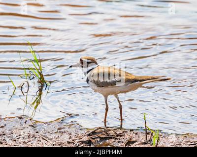 Nahaufnahme des Killdeer-Vogels in Oklahoma Stockfoto