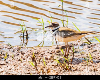 Nahaufnahme des Killdeer-Vogels in Oklahoma Stockfoto