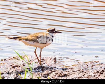 Nahaufnahme des Killdeer-Vogels in Oklahoma Stockfoto