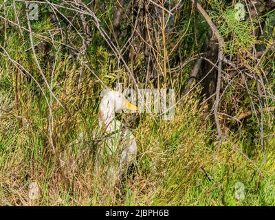 Nahaufnahme des Versteckens von American Pekin in Oklahoma Stockfoto