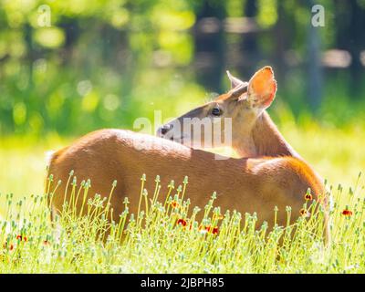 Sonniger Blick auf den Weißschwanzhirsch in Oklahoma Stockfoto