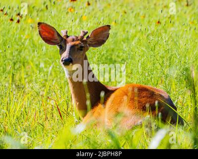 Sonniger Blick auf den Weißschwanzhirsch in Oklahoma Stockfoto