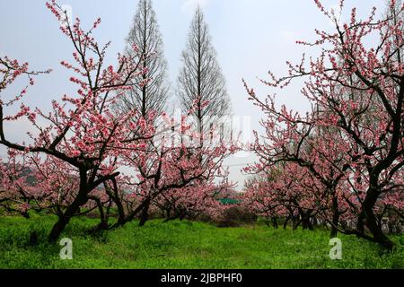 Eine pfirsichfarbene Obstgarten-Landschaft mit rosa Pfirsichblüten in voller Blüte. Stockfoto