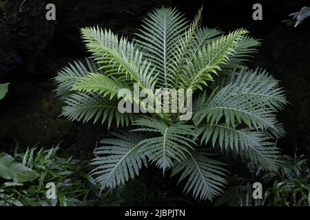 Blechnum gibbum 'Silver Lady' Farn. Stockfoto