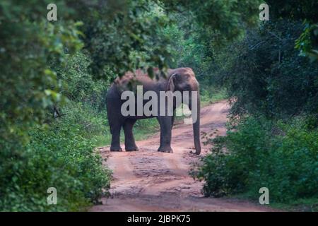 Sri-lankische Tusker und Elefanten in freier Wildbahn Stockfoto