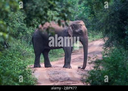 Sri-lankische Tusker und Elefanten in freier Wildbahn Stockfoto