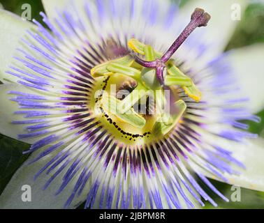 Nahaufnahme einer Passionsblume (Passiflora edulis f. flavicarpa) in voller Blüte Stockfoto