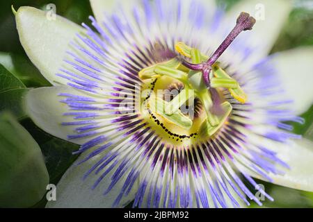 Nahaufnahme einer Passionsblume (Passiflora edulis f. flavicarpa) in voller Blüte Stockfoto