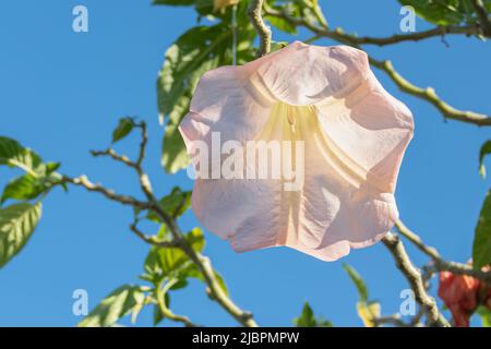 brugmansia Blume Nahaufnahme von unten auf blauen Himmel Stockfoto