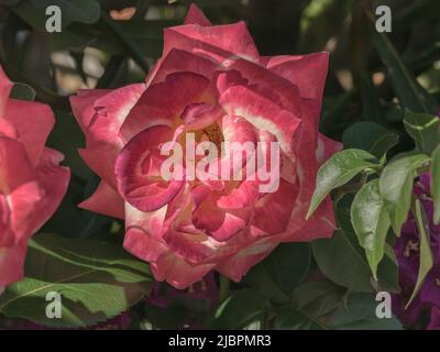 Nahaufnahme der Doppelentzückungsrose, die an sonnigen Sommertagen in spanien am Rosenbusch blüht Stockfoto