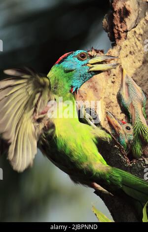 Schöner Blaukehlbarbet (Psilopogon asiaticus), der im Sommer den indischen Regenwald nährt Stockfoto